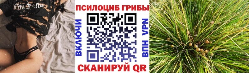 Псилоцибиновые грибы Psilocybine cubensis  Гаджиево 